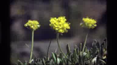 Sapphire Lake Montana USA (1977): Yellow Wildflowers Blowing In Breeze; Looking Up