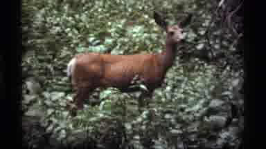 Sapphire Lake Montana USA (1977): Deer In Woods