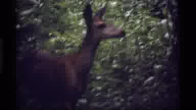 Sapphire Lake Montana USA (1977): A Reindeer Running Around And Enjoying Its
