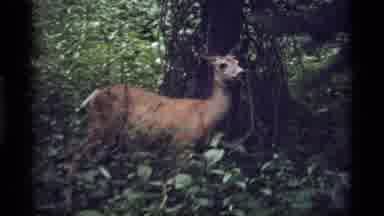 Sapphire Lake Montana USA (1977): Curious Deer With White Tail Exploring In The