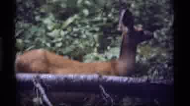 Sapphire Lake Montana USA (1977): A Deer Grazes In A Temperate Forest