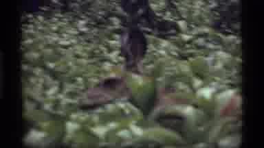 Sapphire Lake Montana USA (1977): Head Shot Of Doe Walking Through Tall Grass And