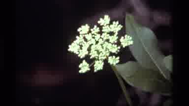 Sapphire Lake Montana USA (1977): White Flower Attracting Bees In Nature