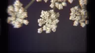 Sapphire Lake Montana USA (1977): Examples Of Vegetation Found In And Around Our