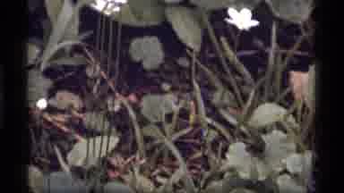 Sapphire Lake Montana USA (1977): Newly Bloomed Wildflowers Blowing Gently In The