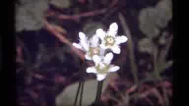 SAPPHIRE LAKE MONTANA USA-1977: A View Of Beautiful Flowers Growing In A Forest
