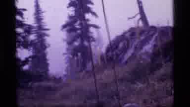 Sapphire Lake Montana USA (1977): Gloomy Forest Floor Pine Trees Zooming Out For