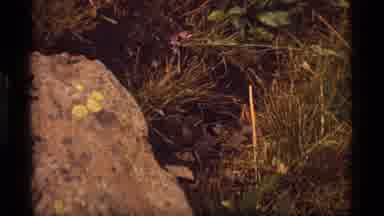 Sapphire Lake Montana USA (1977): Wild Animal Tries To Eat Nuts And Peace