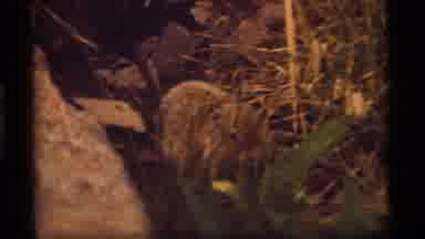 Sapphire Lake Montana USA (1977): Adorable Woodchuck Cautiously Explores The