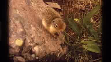 Sapphire Lake Montana USA (1977): A Squirrel Lurking Around Eating And Enjoying