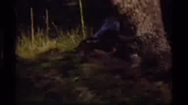 Sapphire Lake Montana USA (1977): Squirrel And A Bird Are In The Woods; The Bird