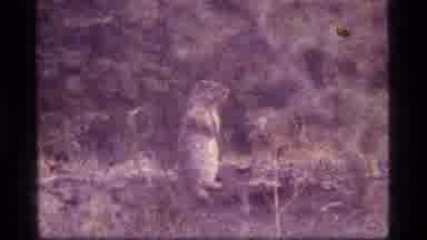 Sapphire Lake Montana USA (1977): Squirrel In Its Own Habitat On Top Of A Wood In