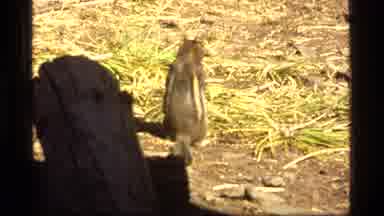 Sapphire Lake Montana USA (1977): Sunny Day W/Wild Squirrel Eating In Grass And