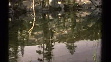 LAKE TAHOE CALIFORNIA USA-1978: Small Pond With Fish and Tree Reflections