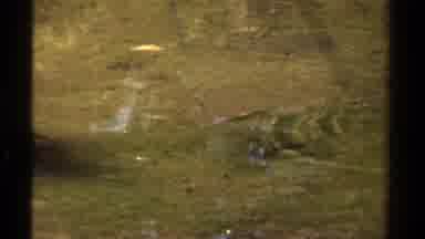 Lake Tahoe California USA (1978): The Stream Has So Many Little Fish That I Will