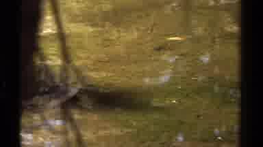 Lake Tahoe California USA (1978): Flood Water Wet Tree Sunny Green Brown