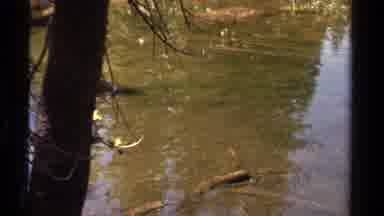 Lake Tahoe California USA (1978): Fish Swimming In Pond