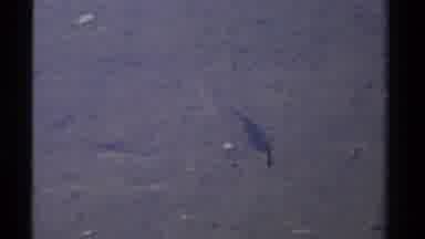 Lake Tahoe California USA (1978): Long Skinny Fish Swimming Along The Muddy River