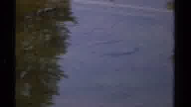 Lake Tahoe California USA (1978): Two Tiny Fishes Swimming Together In A Lake