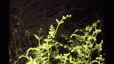 Lake Tahoe California USA (1978): At The Mid Night In The Forest
