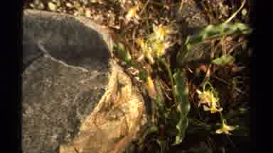 Lake Tahoe California USA (1978): A View Of Pretty Flowers Growing In An Isolated