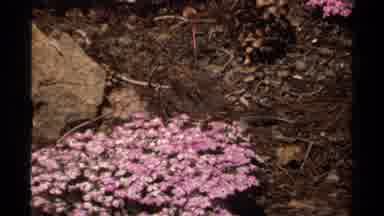 Lake Tahoe California USA (1978): Different Groups Of Pink Flowers Growing In