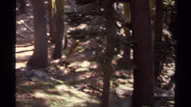 Lake Tahoe California USA (1978): Group Of People Hike Through Forest Trail In