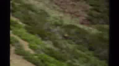 Lake Tahoe California USA (1978): Aerial Shot Of Animal Skipping Across Green And