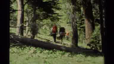 Lake Tahoe California USA (1978): Hikers Walking Through Pine Forest On A Sunny