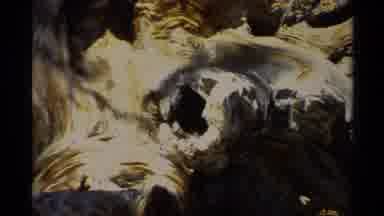 Lake Tahoe California USA (1978): A Vintage Video Of A Tree That Has Grown In An