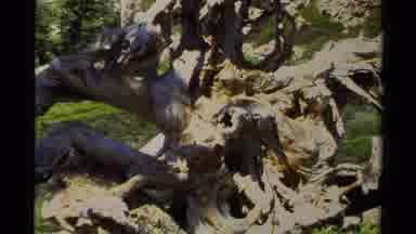 Lake Tahoe California USA (1978): Twisted Tree Wood And Bee Pollinating Flowers