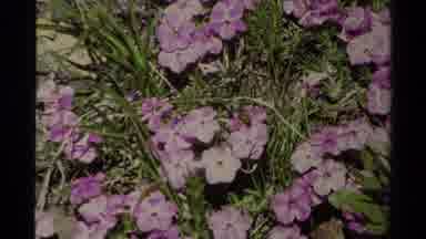 Lake Tahoe California USA (1978): Flowers Are An Essential Part Of Nature And Are