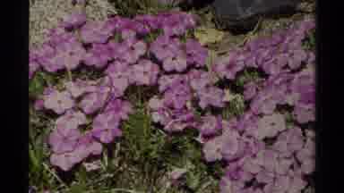 Lake Tahoe California USA (1978): Purple Peonies Growing Near A Waterfall