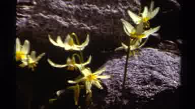 Lake Tahoe California USA (1978): Nature Is Always In Motion Causing Us A Sense Of