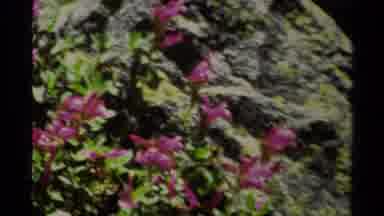 Lake Tahoe California USA (1978): Beautiful Flower Montage