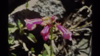 Lake Tahoe California USA (1978): White Woman Laying On Her Back With Purple