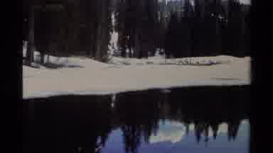 Lake Tahoe California USA (1978): A Forest Of Pine Trees And A Blue Sky Reflecting