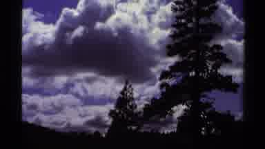 Lake Tahoe California USA (1978): Upwards Profile Of A Large Tree In The Woods
