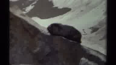 British Columbia Canada (1979): Wildlife On Side Of Mountain Scurries Off When