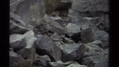 British Columbia Canada (1979): Bigfoot Or Hairy Upright Creature Walking Through