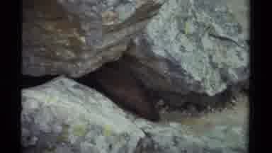 British Columbia Canada (1979): A Beaver And Its Home