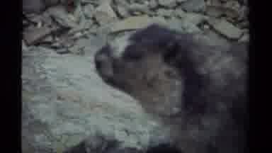 British Columbia Canada (1979): Close-Up Footage Of A Beaver Sniffing The Air And