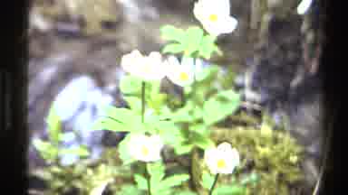British Columbia Canada (1979): Blooming Flowers Flourishing Down By The River