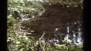 British Columbia Canada (1979): A View Of A Swampy Forest With Unique Colorful