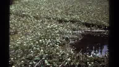 British Columbia Canada (1979): Grassy Meadow With Pond And Trail In Foreground