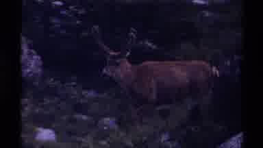 British Columbia Canada (1979): A Huge Reindeer Looking For Food In The Cold