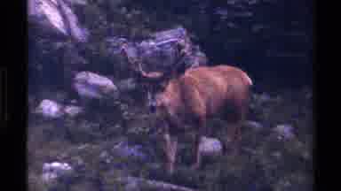 British Columbia Canada (1979): Deer Walking Through The Woods Looking Peaceful