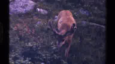 British Columbia Canada (1979): A View Of Reindeer Eating And Enjoying Their