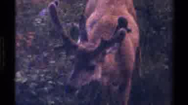 British Columbia Canada (1979): Moose Searching And Easing Food Freely On A Dreary