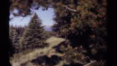British Columbia Canada (1979): A Beautiful Scene Of An Isolated Forest